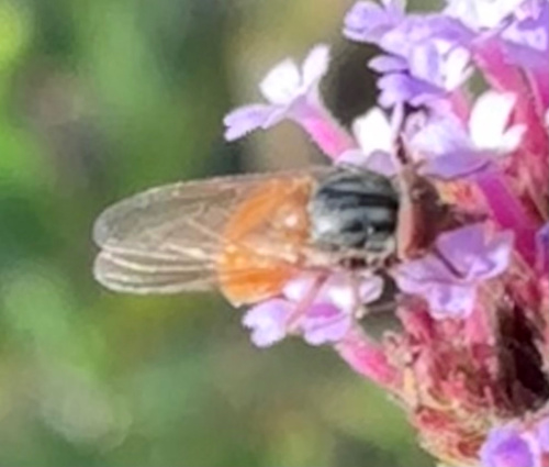 Rhingia rostrata