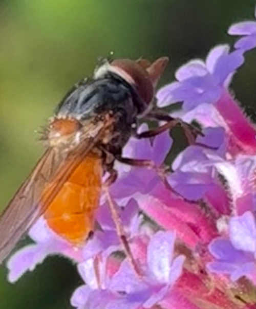 Rhingia rostrata
