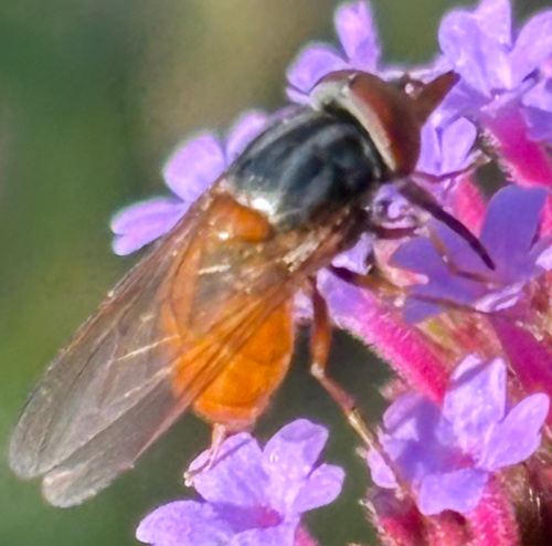 Rhingia rostrata