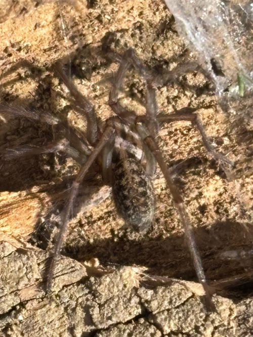  Eratigena