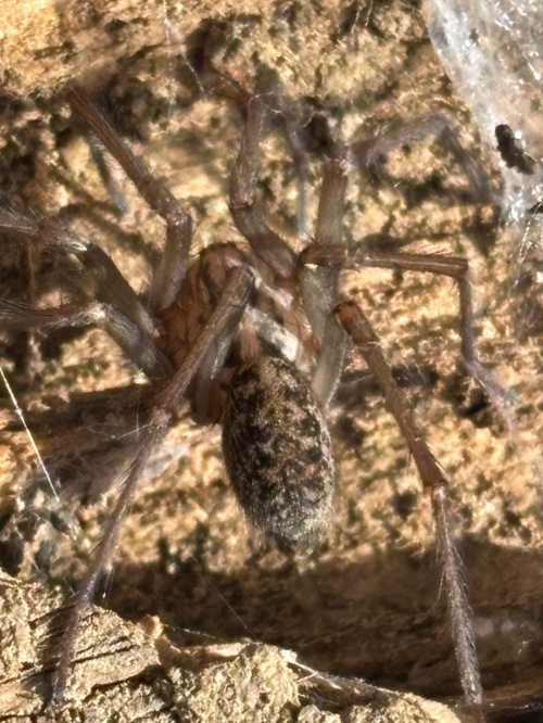  Eratigena