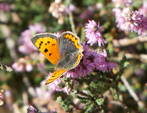 Small Copper Lycaena phlaeas