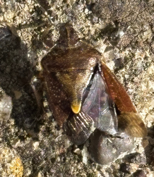 Hairy Shieldbug Dolycoris baccarum