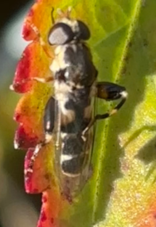 Syritta pipiens