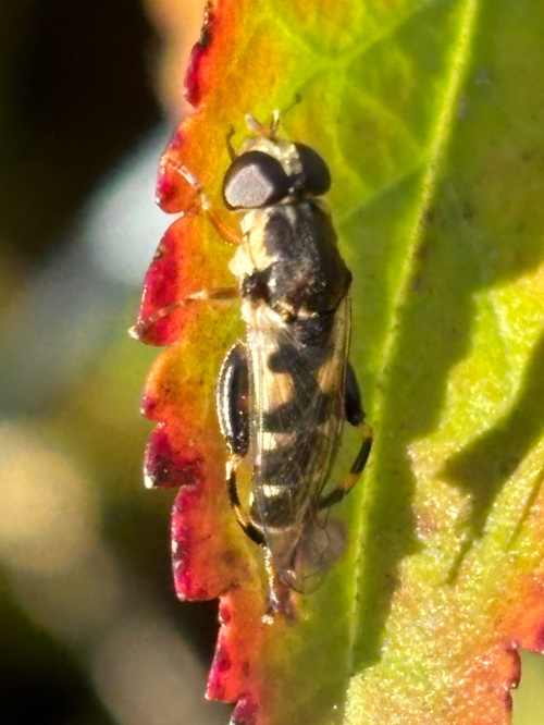 Syritta pipiens