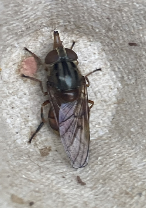 Rhingia campestris