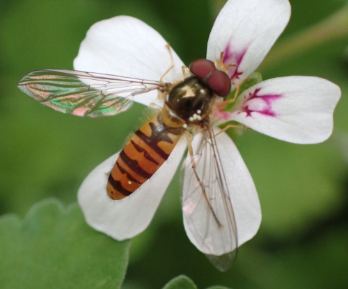 Marmalade Hoverfly
