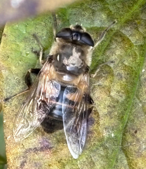  Eristalis tenax
