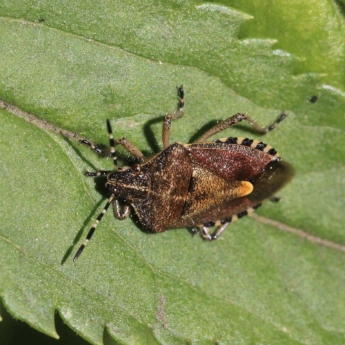 Hairy Shieldbug Dolycoris baccarum