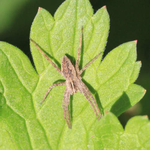 Tent Spider Pisaura mirabilis