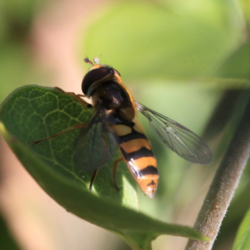  Eupeodes latifasciatus