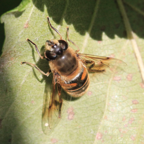  Eristalis tenax
