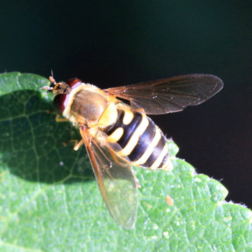  Syrphus ribesii