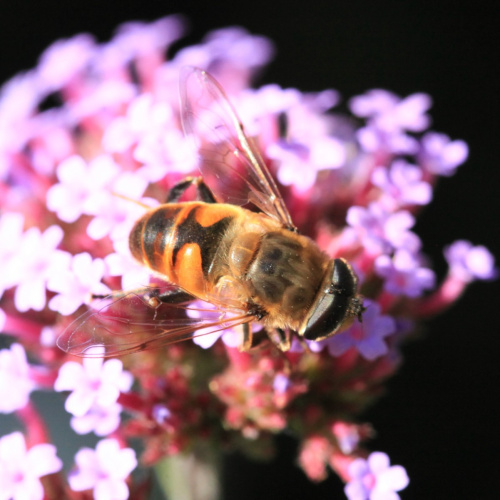  Eristalis tenax