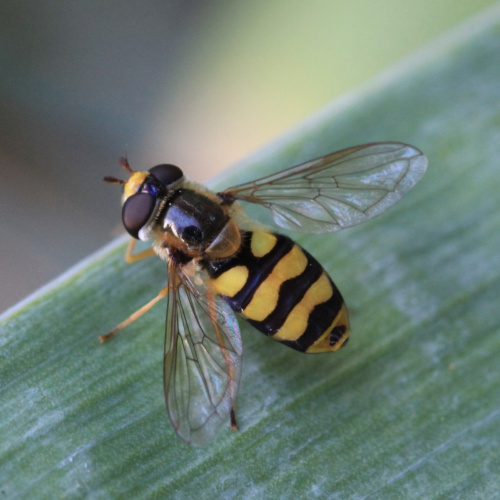  Eupeodes latifasciatus