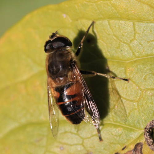  Eristalis tenax