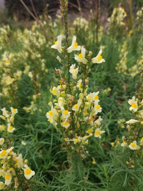 Common Toadflax Linaria vulgaris