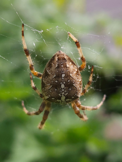 Garden Orb-Web Spider Araneus diadematus