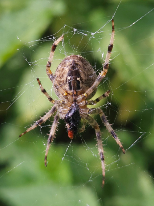 Garden Orb-Web Spider Araneus diadematus
