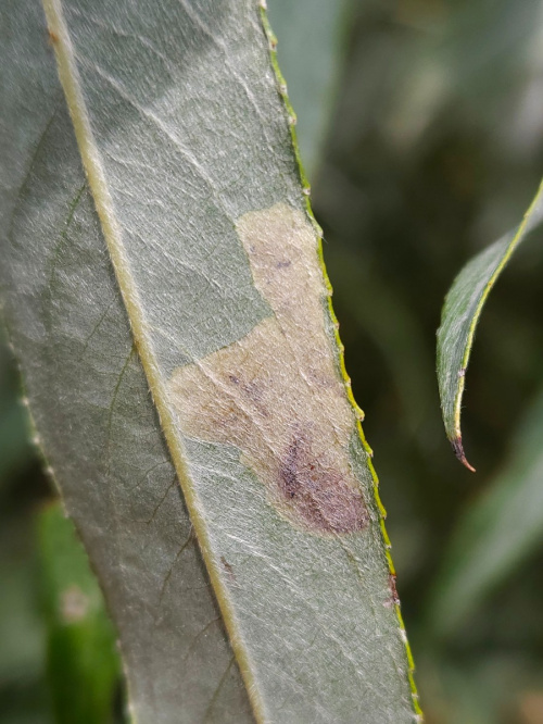  Aulagromyza tridentata