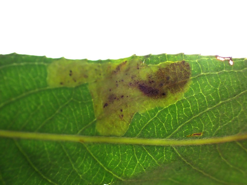  Aulagromyza tridentata