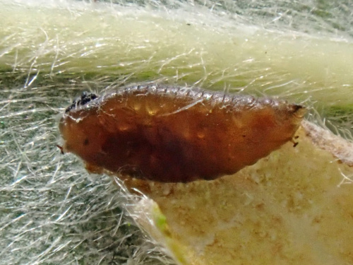  Aulagromyza tridentata