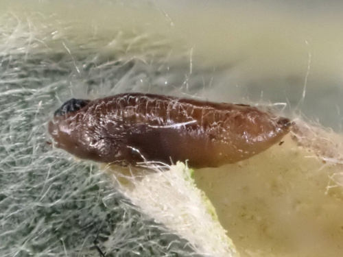  Aulagromyza tridentata