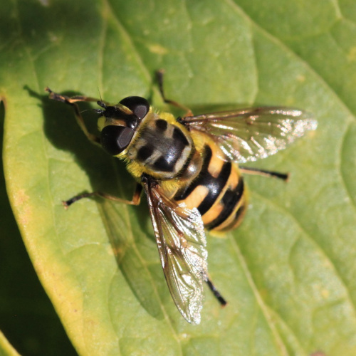Batman Hoverfly Myathropa florea