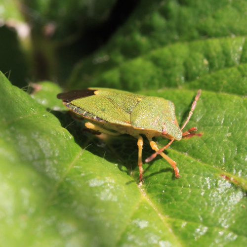 Green Shieldbug Palomena prasina