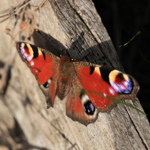 Peacock Aglais io
