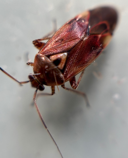  Lygus pratensis