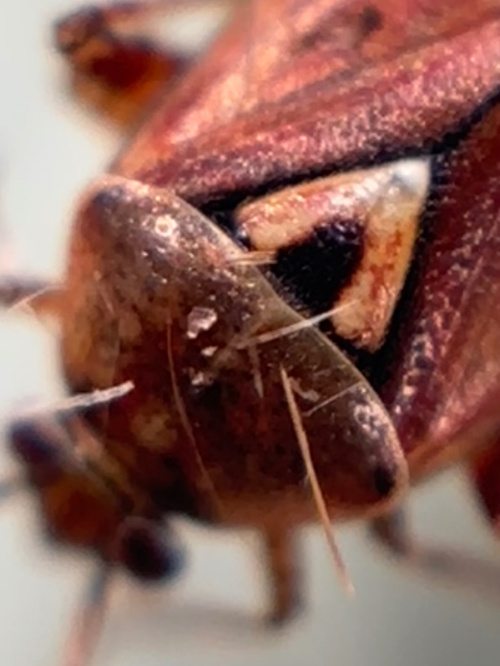  Lygus pratensis