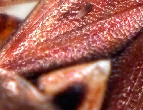  Lygus pratensis