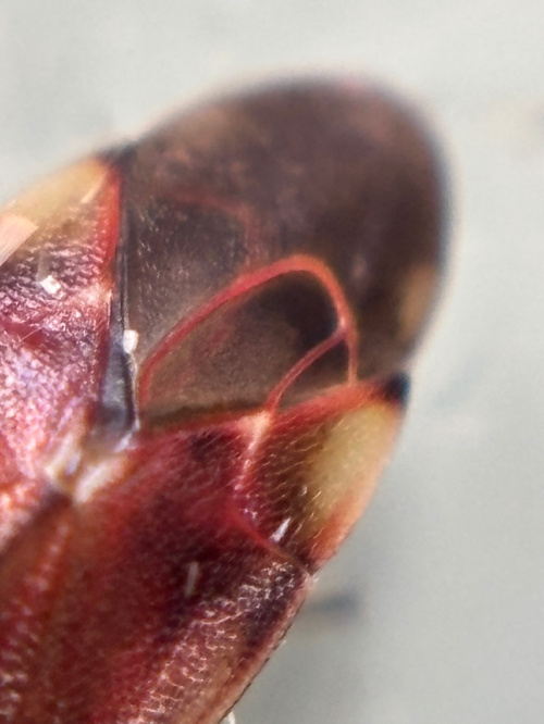  Lygus pratensis
