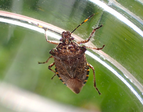 Bronze Shieldbug Troilus luridus