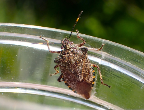 Bronze Shieldbug Troilus luridus