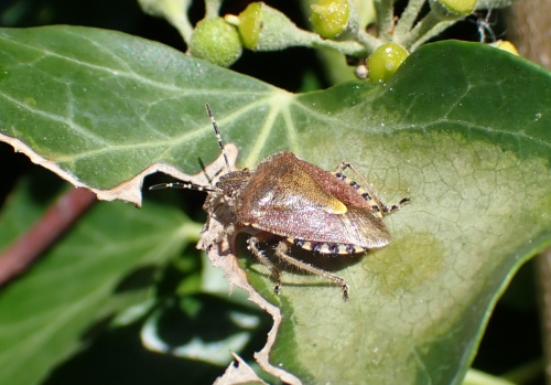Hairy Shieldbug Dolycoris baccarum
