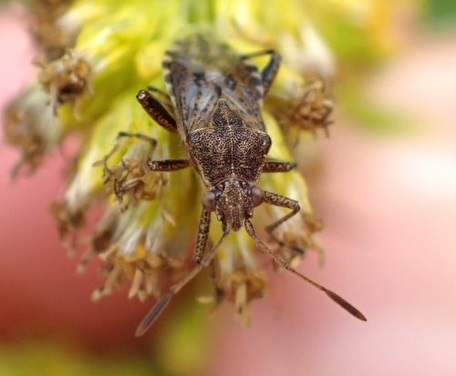  Stictopleurus punctatonervosus