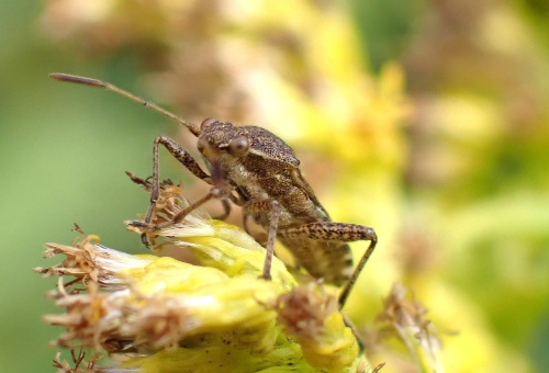  Stictopleurus punctatonervosus
