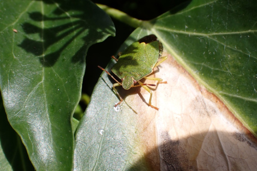 Green Shieldbug Palomena prasina