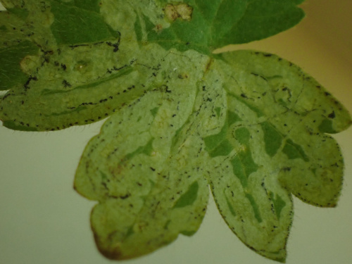  Phytomyza ranunculi