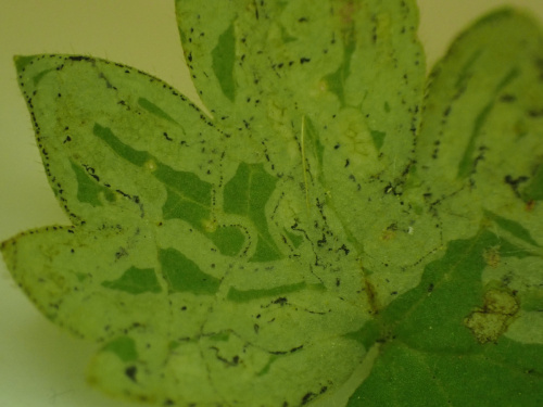  Phytomyza ranunculi