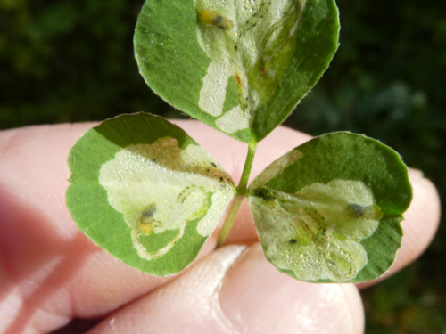  Agromyza nana