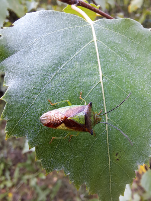 Hawthorn Shieldbug Acanthosoma haemorrhoidale