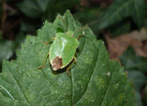 Green Shieldbug Palomena prasina