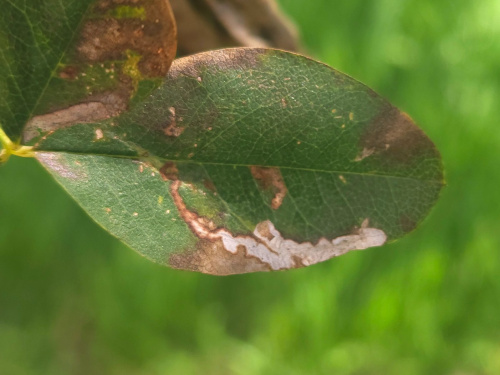  Phytomyza cytisi