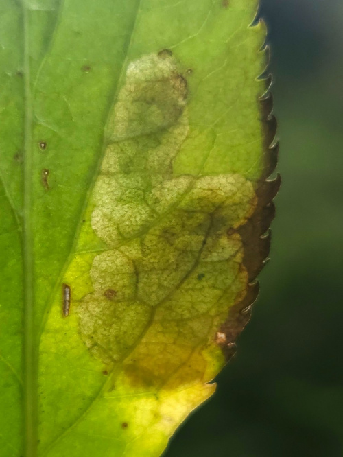  Liriomyza amoena