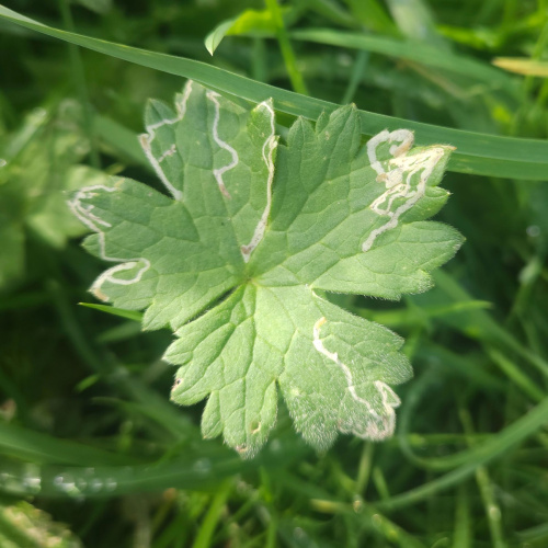  Phytomyza ranunculi