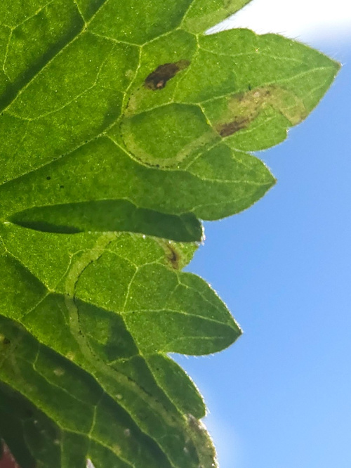  Phytomyza ranunculi
