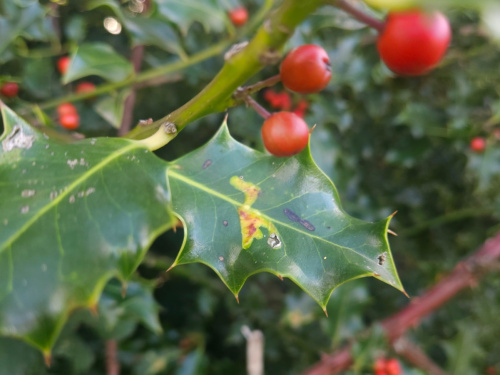 Holly Leaf Gall Fly Phytomyza ilicis